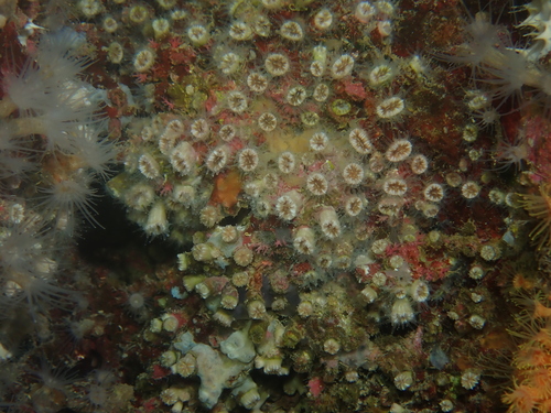Polycyathus muellerae