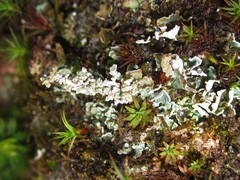 Cladonia macrophylla