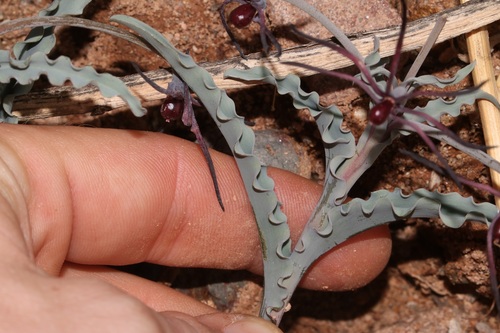 Image of Ornithoglossum undulatum by (c) Brian du Preez, some rights reserved (CC BY-SA)