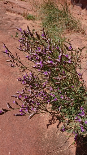 Image of Limonium celticum by no rights reserved