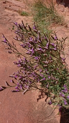 Limonium celticum