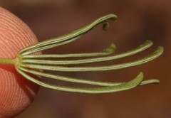 Oxalis flaviuscula