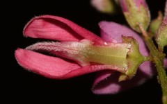 Indigofera ernstii