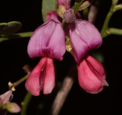 Indigofera ernstii
