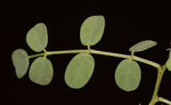 Indigofera ernstii