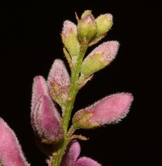 Indigofera ernstii