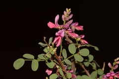 Indigofera ernstii