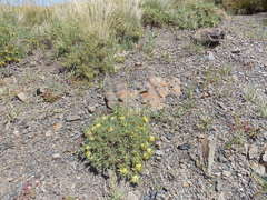 Astragalus aureus