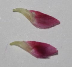 Indigofera ernstii
