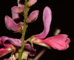 Indigofera ernstii