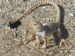 Dipsosaurus dorsalis