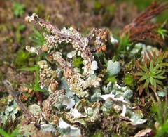 Cladonia macrophylla