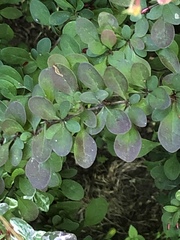 Berberis