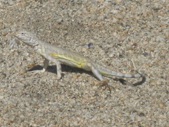 Callisaurus draconoides