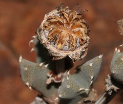 Odontophorus marlothii