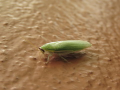 Panchlora nivea