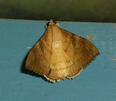 Oxyodes scrobiculata