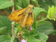 Hesperiidae