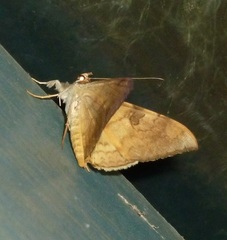 Oxyodes scrobiculata