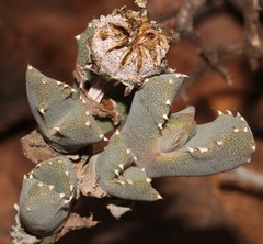Odontophorus marlothii