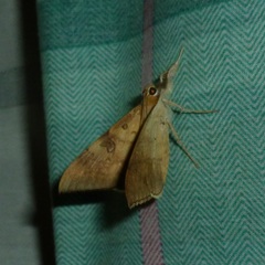 Oxyodes scrobiculata