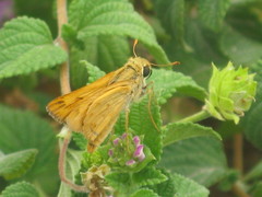 Hesperiidae
