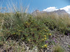 Astragalus aureus