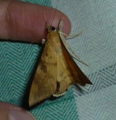 Oxyodes scrobiculata