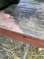 Camponotus pennsylvanicus
