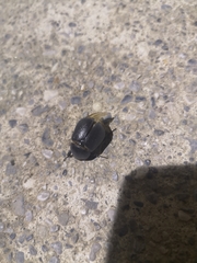 Pentodon bidens punctatus