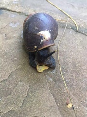 Lissachatina fulica
