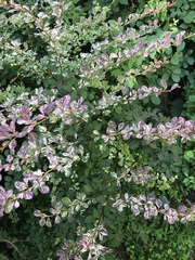 Berberis