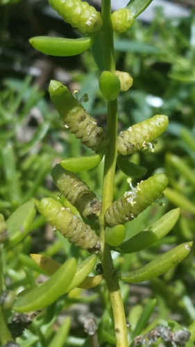 Turtleweed (Batis maritima)