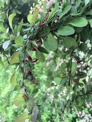 Berberis