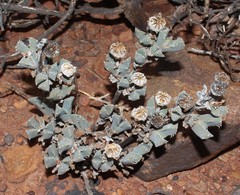 Odontophorus marlothii