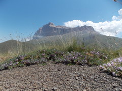 Astragalus beckerianus