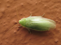 Panchlora nivea