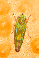 Graphocephala ignava