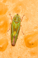 Graphocephala ignava