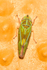 Graphocephala ignava