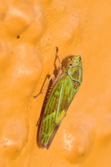 Graphocephala ignava
