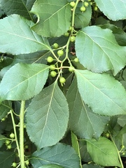 Celastrus orbiculatus