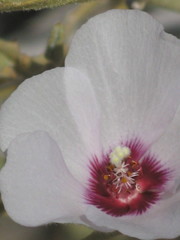 Hibiscus denudatus