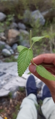 Lippia graveolens