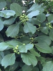 Celastrus orbiculatus