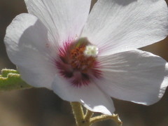 Hibiscus denudatus