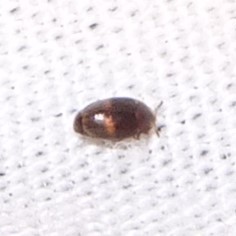 Corylophidae