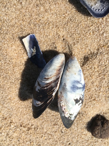 Mediterranean Mussel, Overberg, Western Cape, South Africa, photo 9 of 10