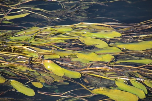 Potamogeton X sparganiifolius