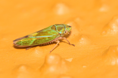 Graphocephala ignava